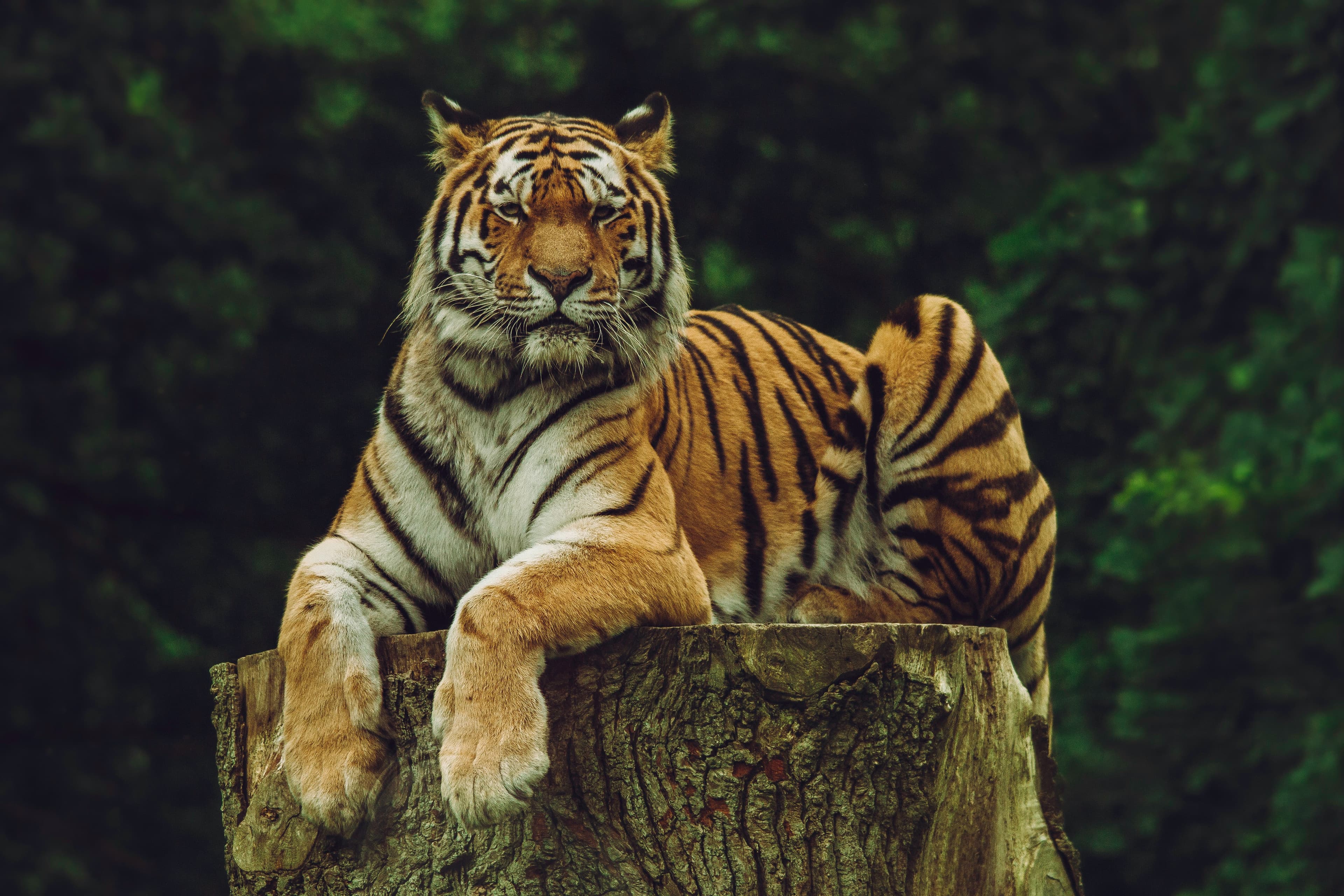 Faune amazonienne