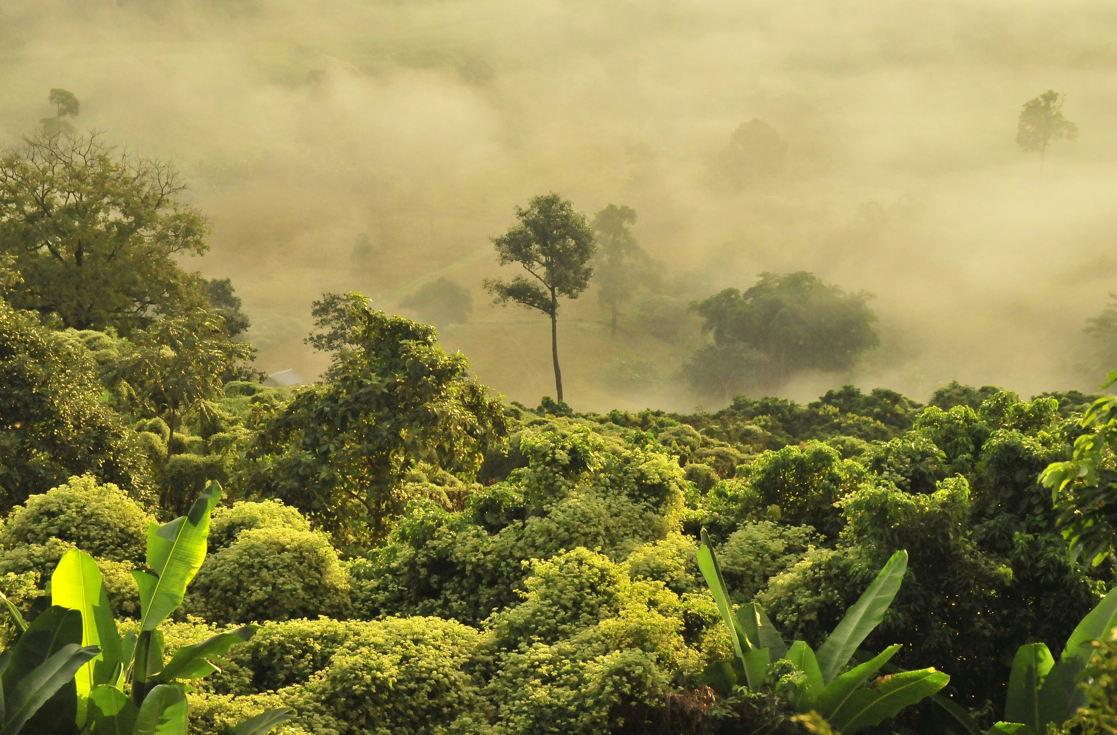 Forêt amazonienne