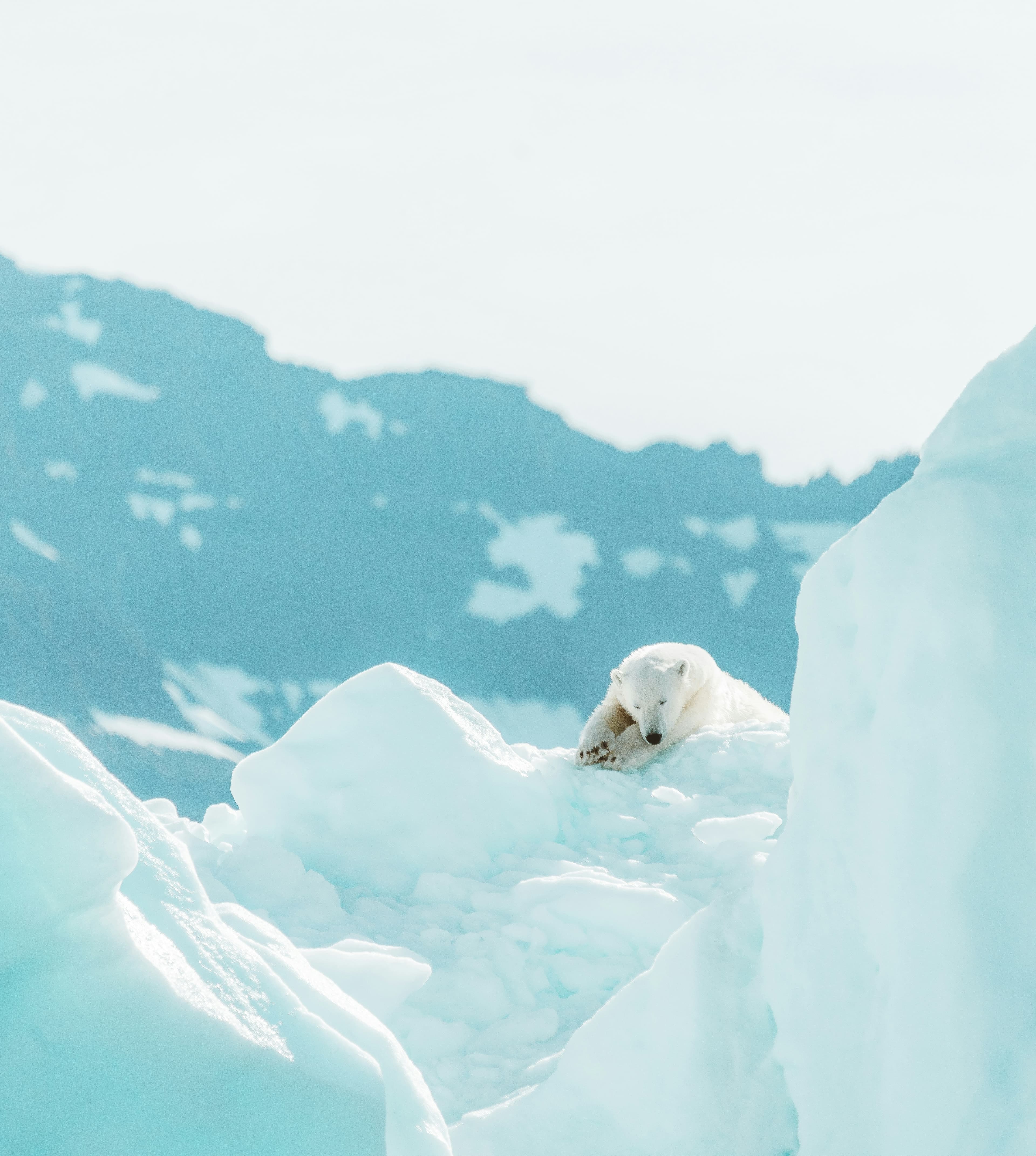 Faune arctique