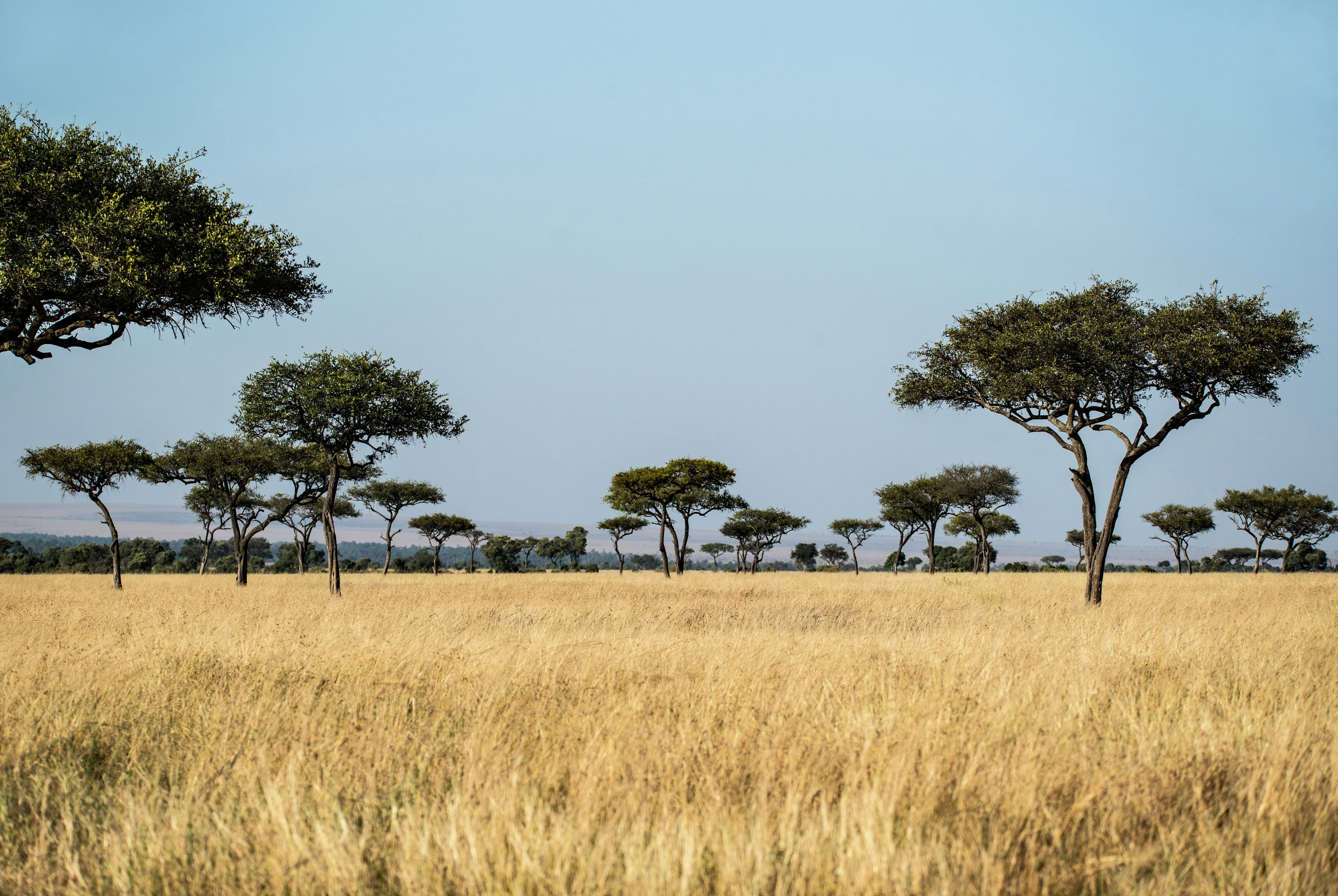 Paysage de savane
