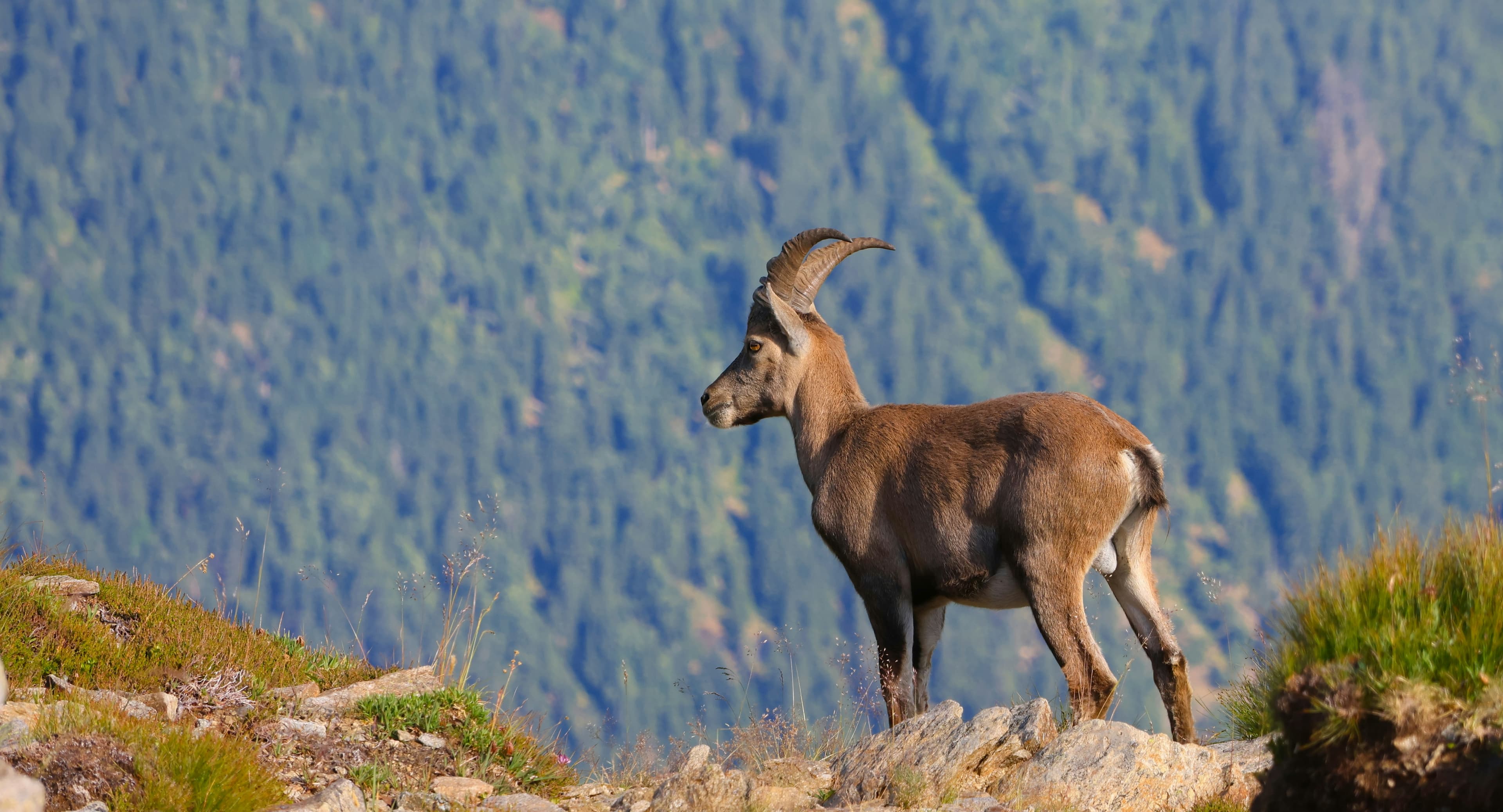 Faune de montagne