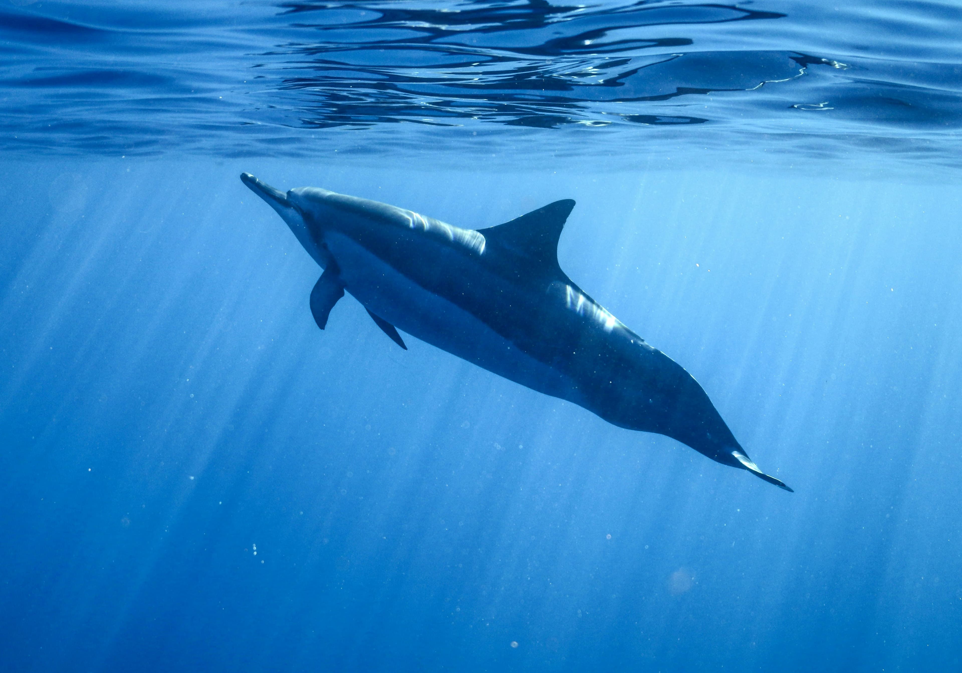 Faune océanique