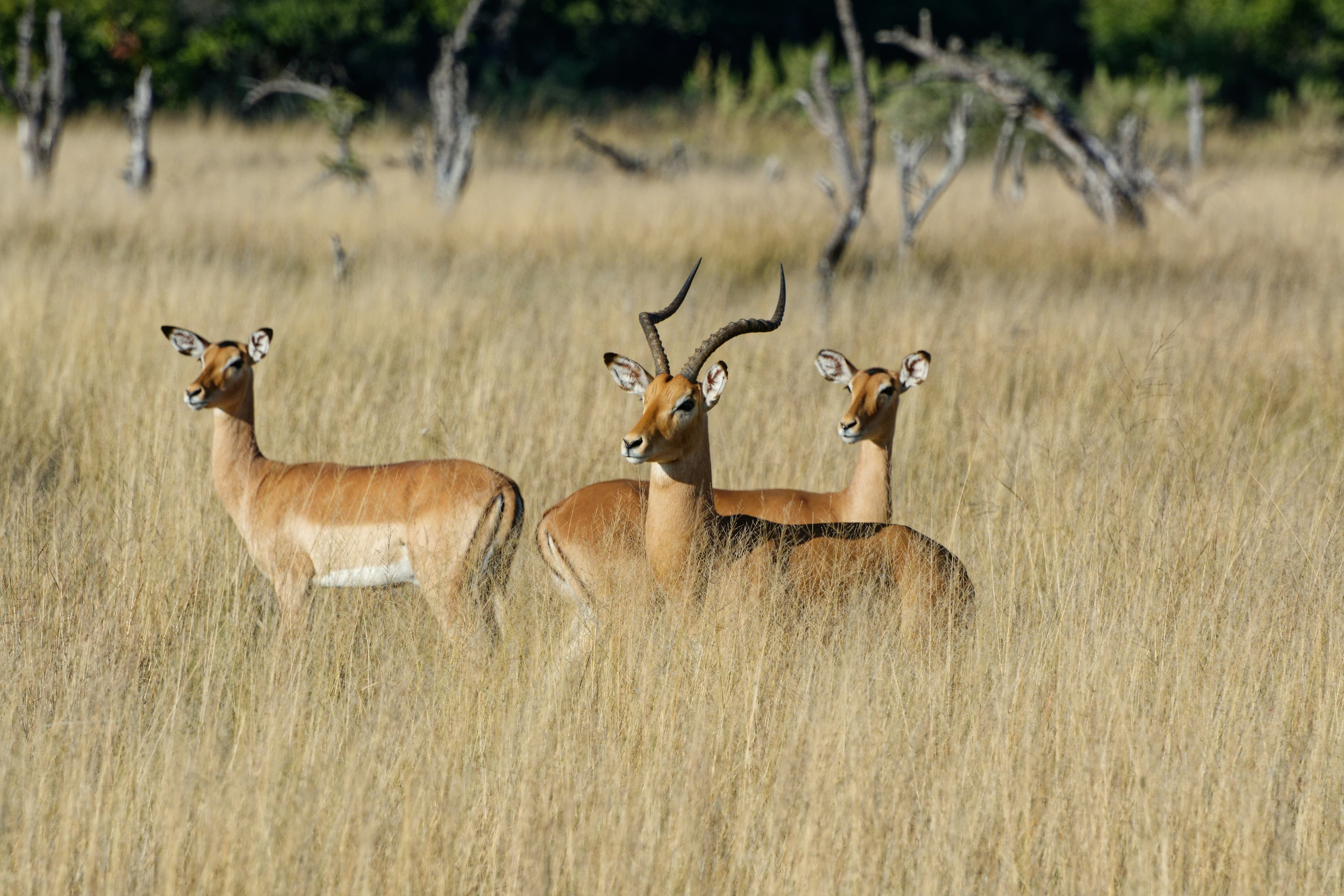Faune de la savane